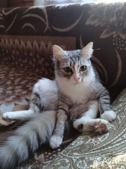 Кошки в добрые руки бесплатно