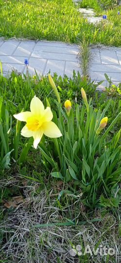 Ирисы, Нарциссы,мускари