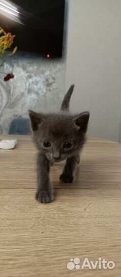 Котенок мальчик 1 мес