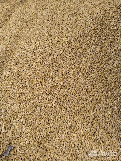 Солод пивоваренный