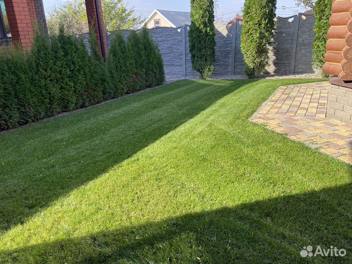 Семена газонной травы