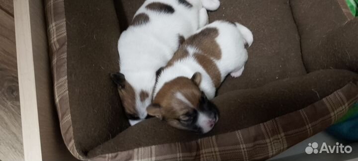 Джек рассол Терьер