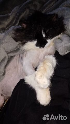 Кот в добрые ручки