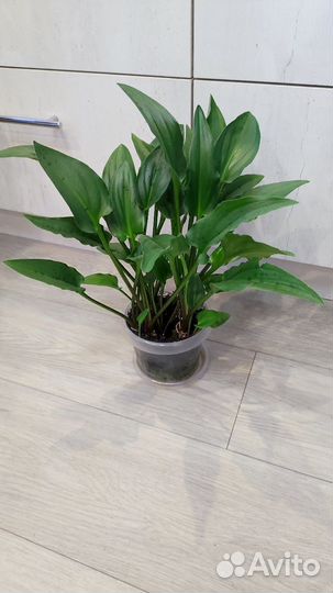 Комнатные цветы