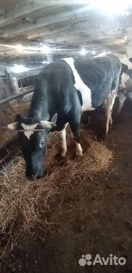 Быки на мясо живым весом