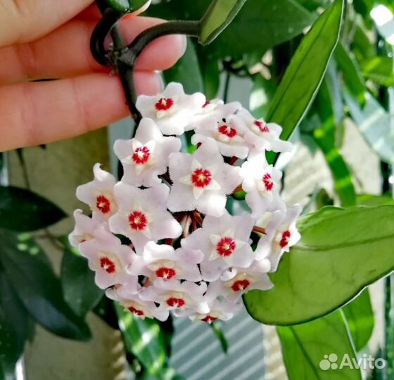 Хойя карноза с корнями