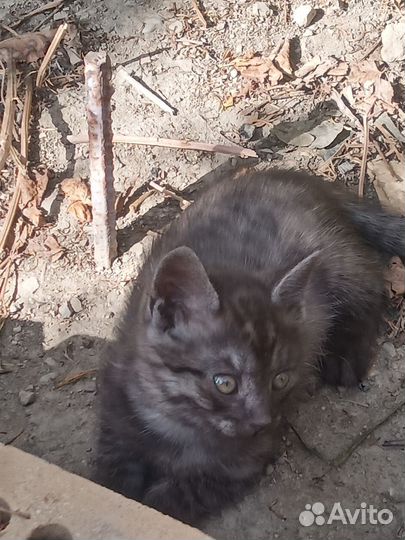 Котята в дар