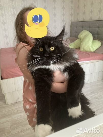 Мейн-Кун,вязка