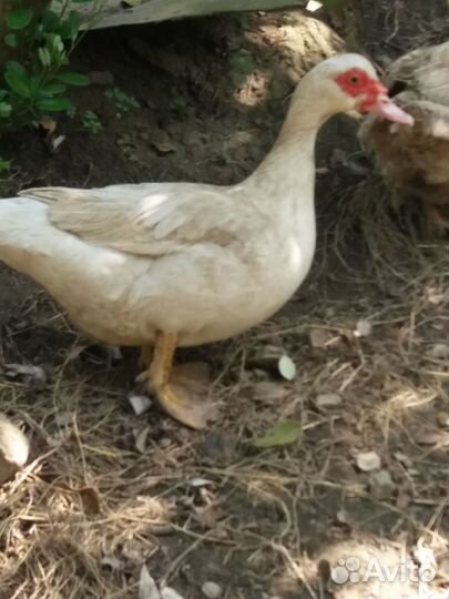 Яйцо индоутки