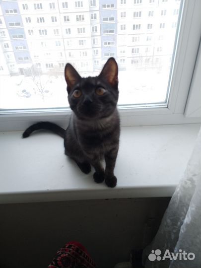 Кот