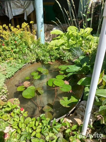 Нимфея 3х летка