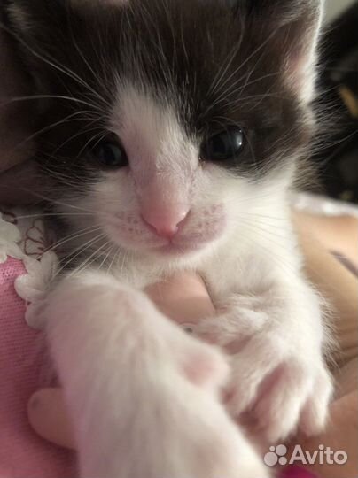 Котенок 1 месяц мальчик