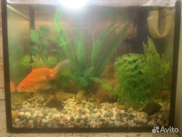 Аквариум с золотой рыбкой купить в Санкт-Петербурге | Животные и ...