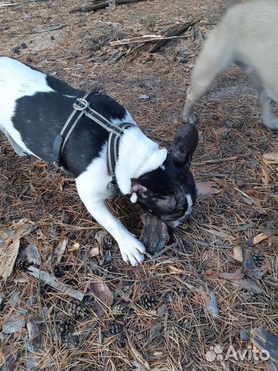 Шлейка Ferplast Ergocomfort P размер M