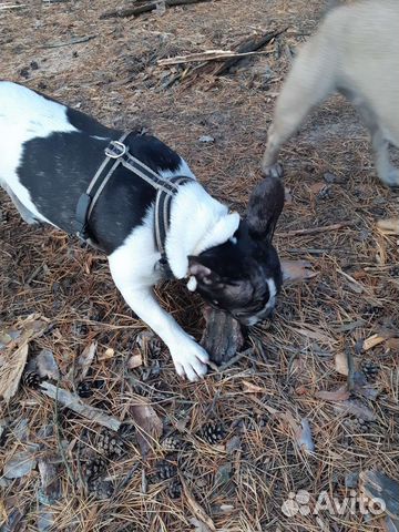 Шлейка Ferplast Ergocomfort P размер M