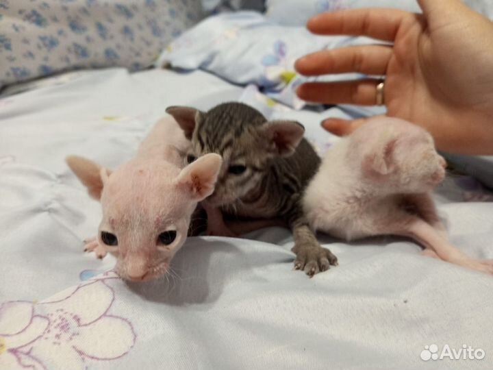 Котята сфинкс