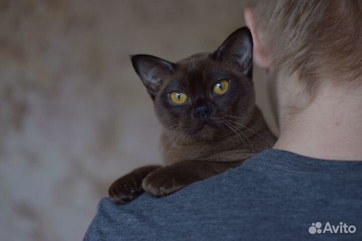 Бурманская соболиная кошечка