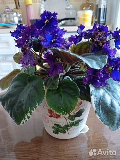 Фиалка и герань