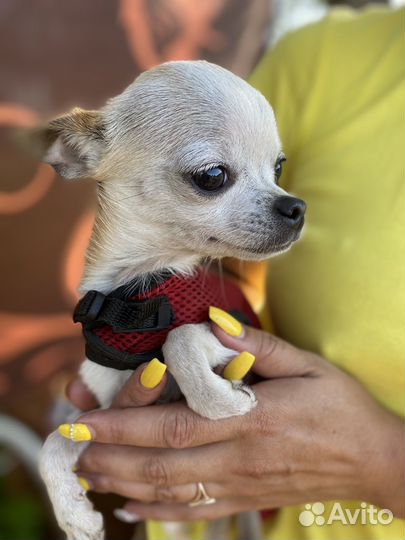 Чихуахуа девочка