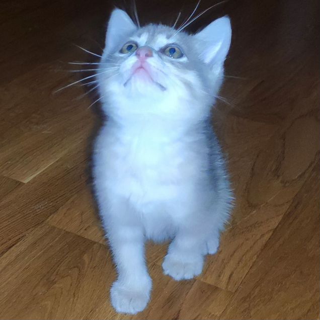 Котёнок в добрые руки