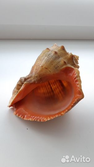 Ракушка с Черного моря