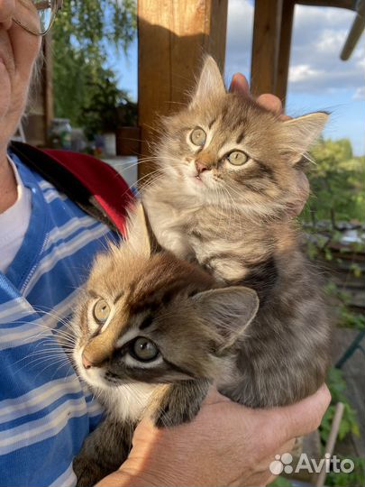 Котята в добрые руки даром