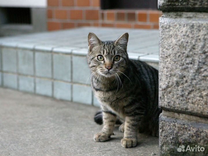 Кошечка ищет дом