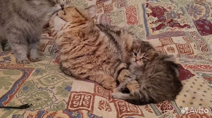 Пушистые комочки счастья