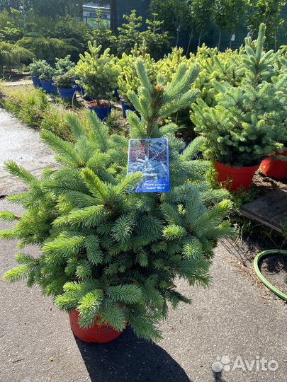 Голубая ель Super blue