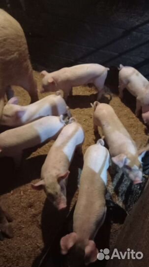 Поросята