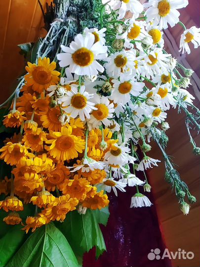 Пупавка красильная,ромашка лекарственная,мелиса,зв