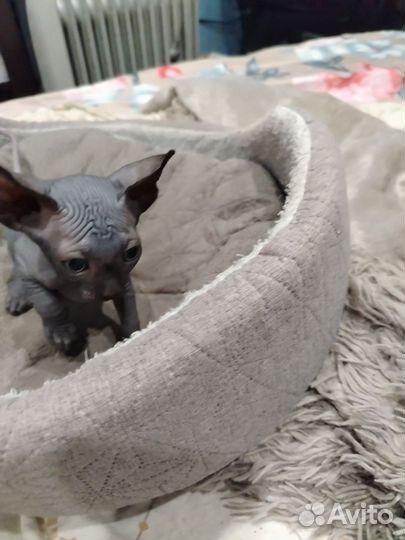 Канадский сфинкс котенок мальчик