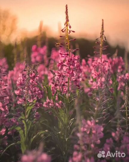 Иван-чай ферментированый Сибирский