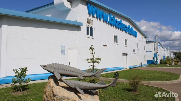 Экскурсия для гурманов «Рыбная fish-ка Татарстана»