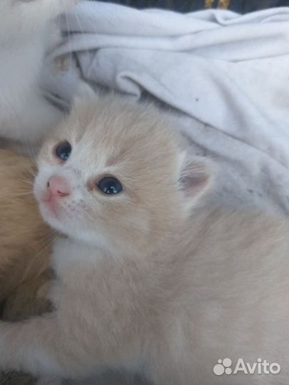 Котята. 1 месяц