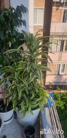 Цветы домашние Сансевиерия