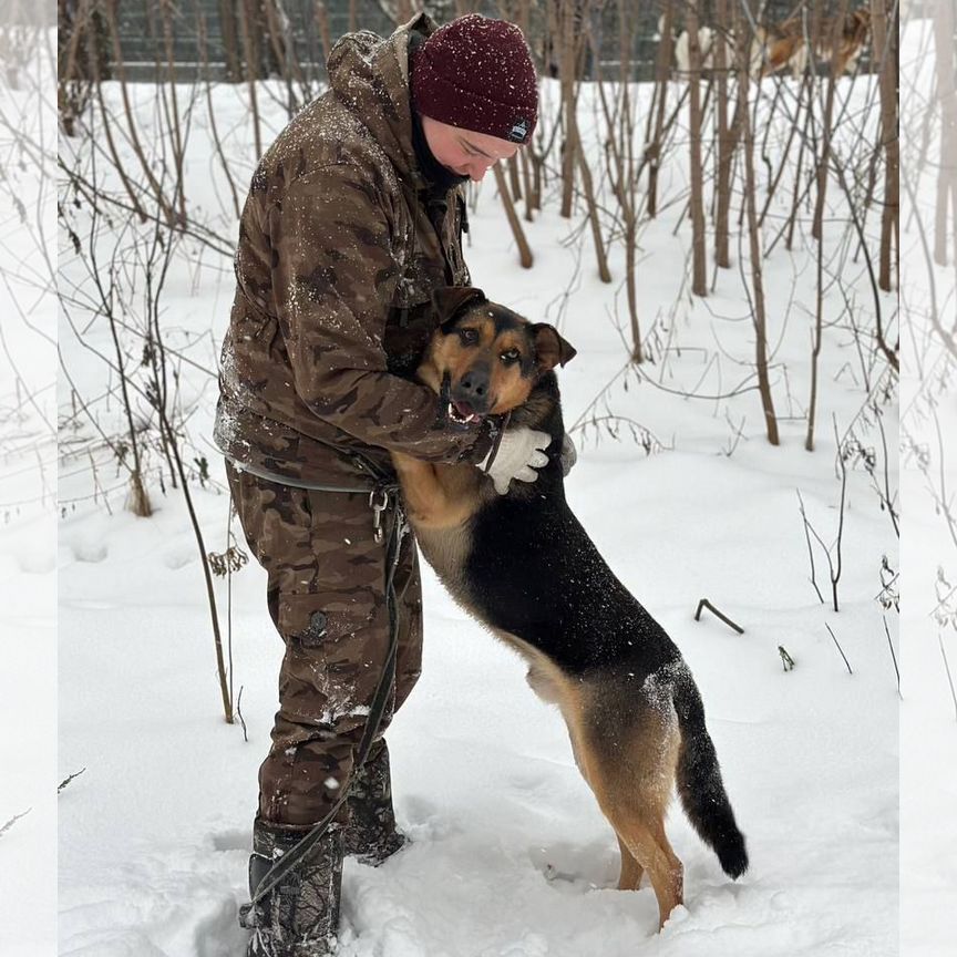 Собака в добрые руки