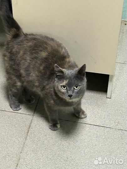 Кошки в добрые руки