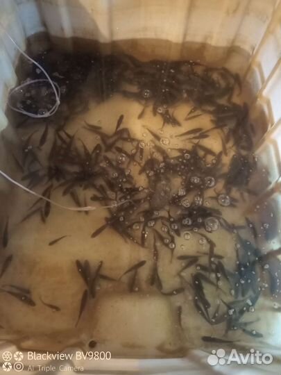 Живец карась