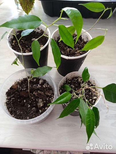 Фикус бенджамина