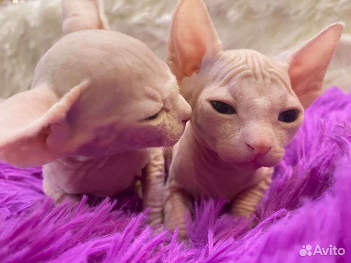 Канадский сфинкс