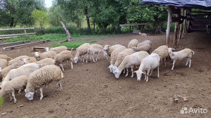 Овцы бараны ягнята ярки
