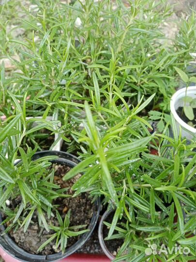 Пряные травы