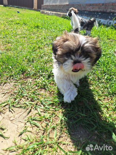 Щенки ши-тцу