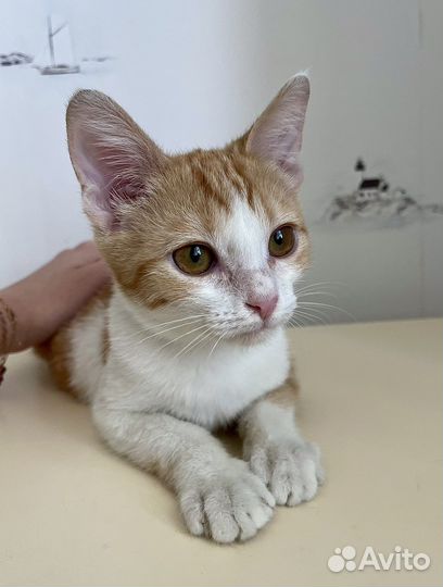 Рыжий котенок девчока в дар