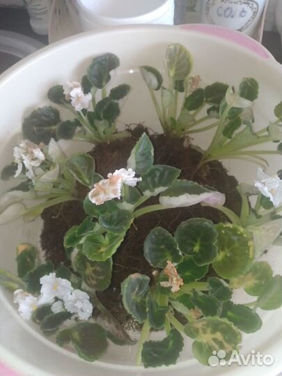 Продам фиалки