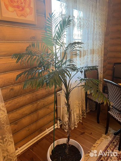 Пальма драцена