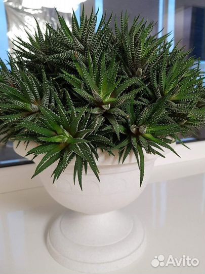 Хавортия Кактус Суккулент Комнатные цветы