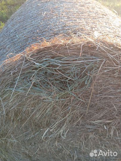 Продам сено в рулонах