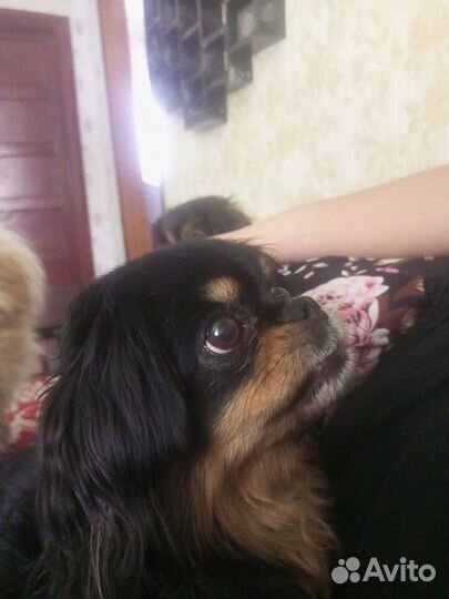 Щенки пекинеса